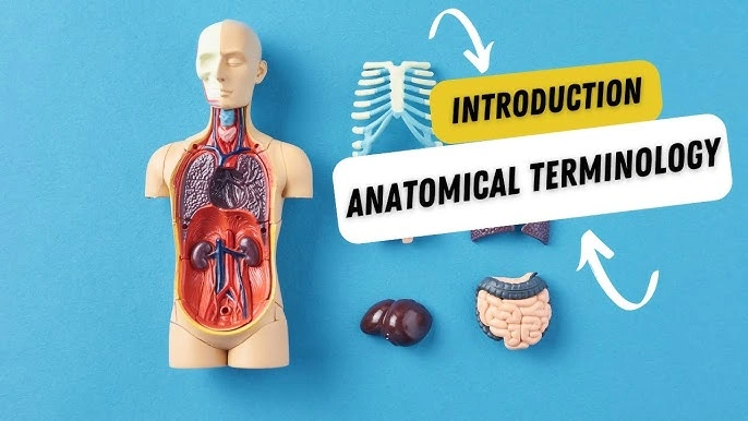 Terminolojiye giriş