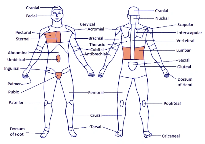 Latin alfabesi ve kuralları